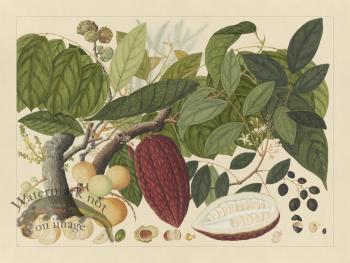 Andalas Botanicals 07